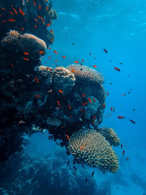 Great Barrier Reef diving site